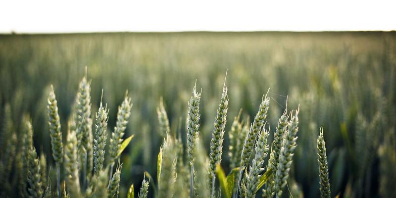 燕郊40：解锁北京东大门的多元生活新篇章