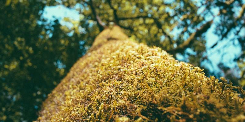 燕郊76：解锁本地生活与社区文化的全新视角