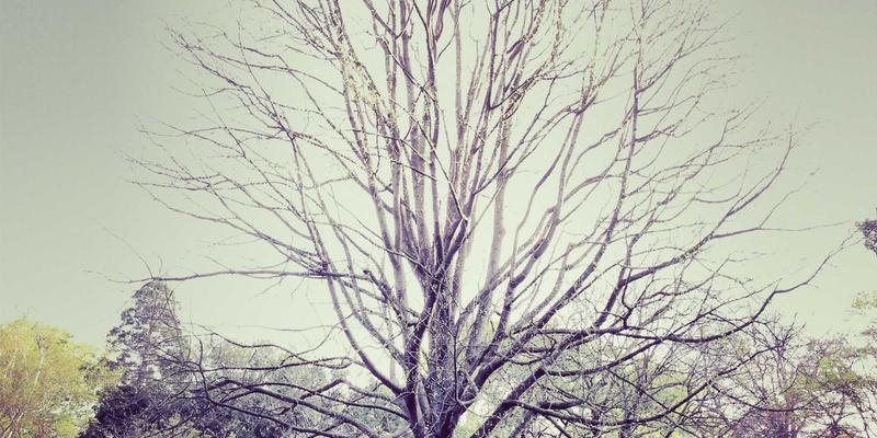 燕郊学区房深度解析：重点中小学划片范围与入学政策全攻略