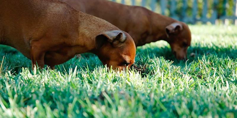 燕郊怎么用?解锁燕郊便民服务与本地信息的高效指南